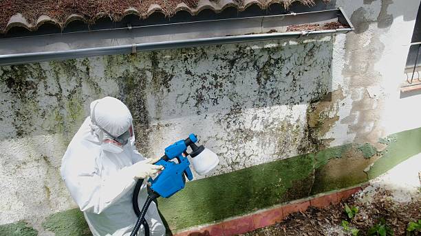 Trusted Attic Mold Removal service in Collingswood, NJ - Cheap Mold Removal